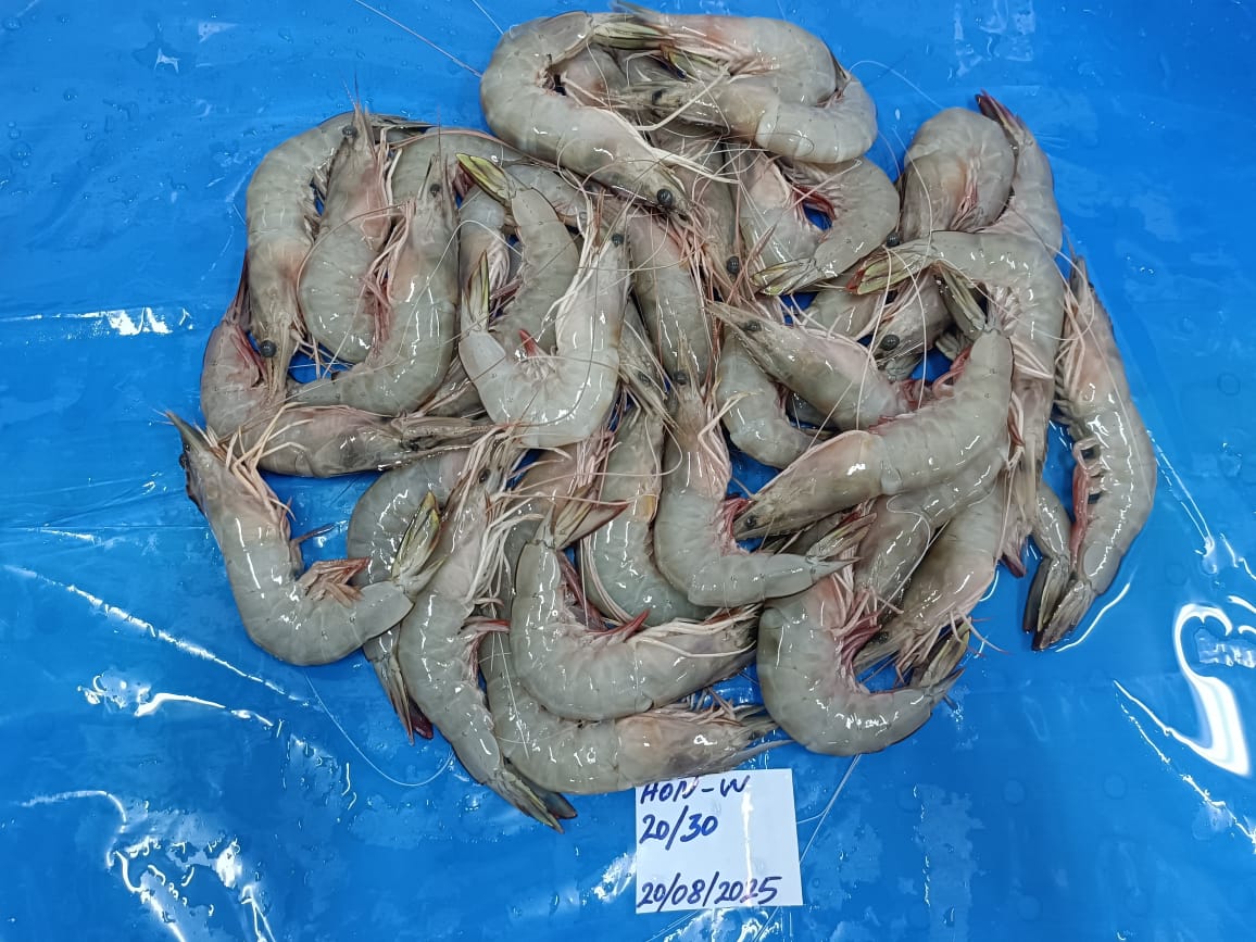 Head on white shrimps image 3