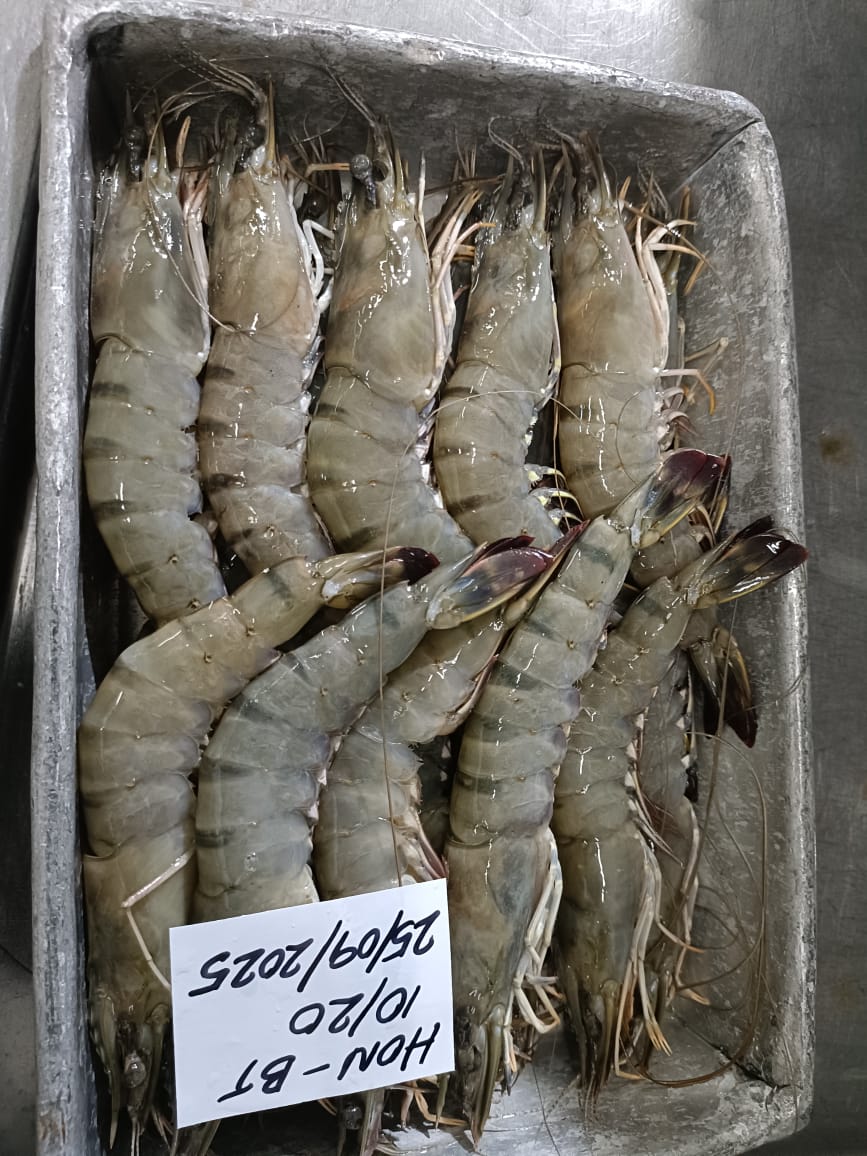 Head on Black Tiger shrimps image 5