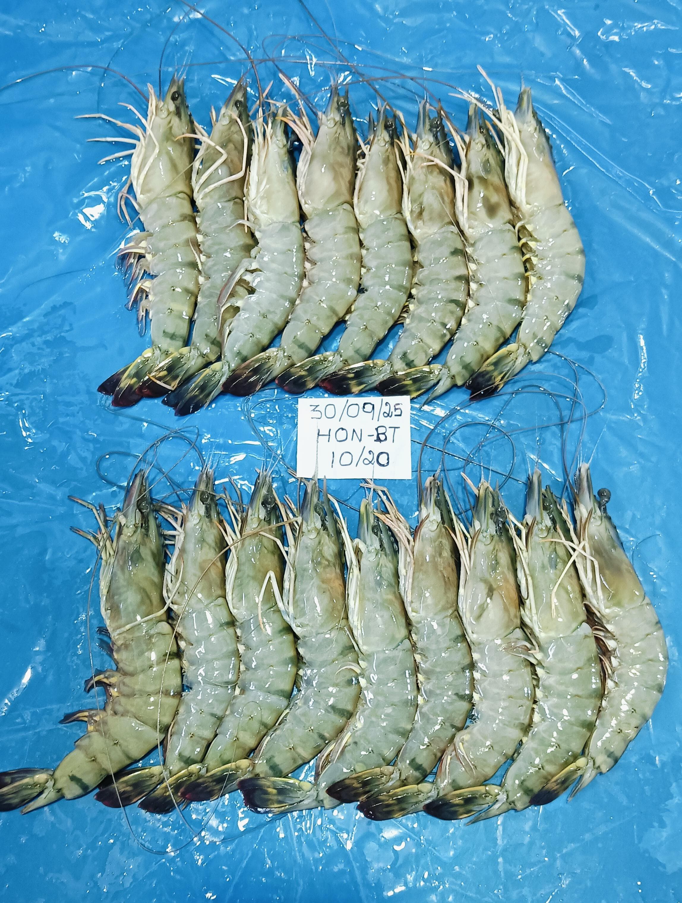 Head on Black Tiger shrimps image 3