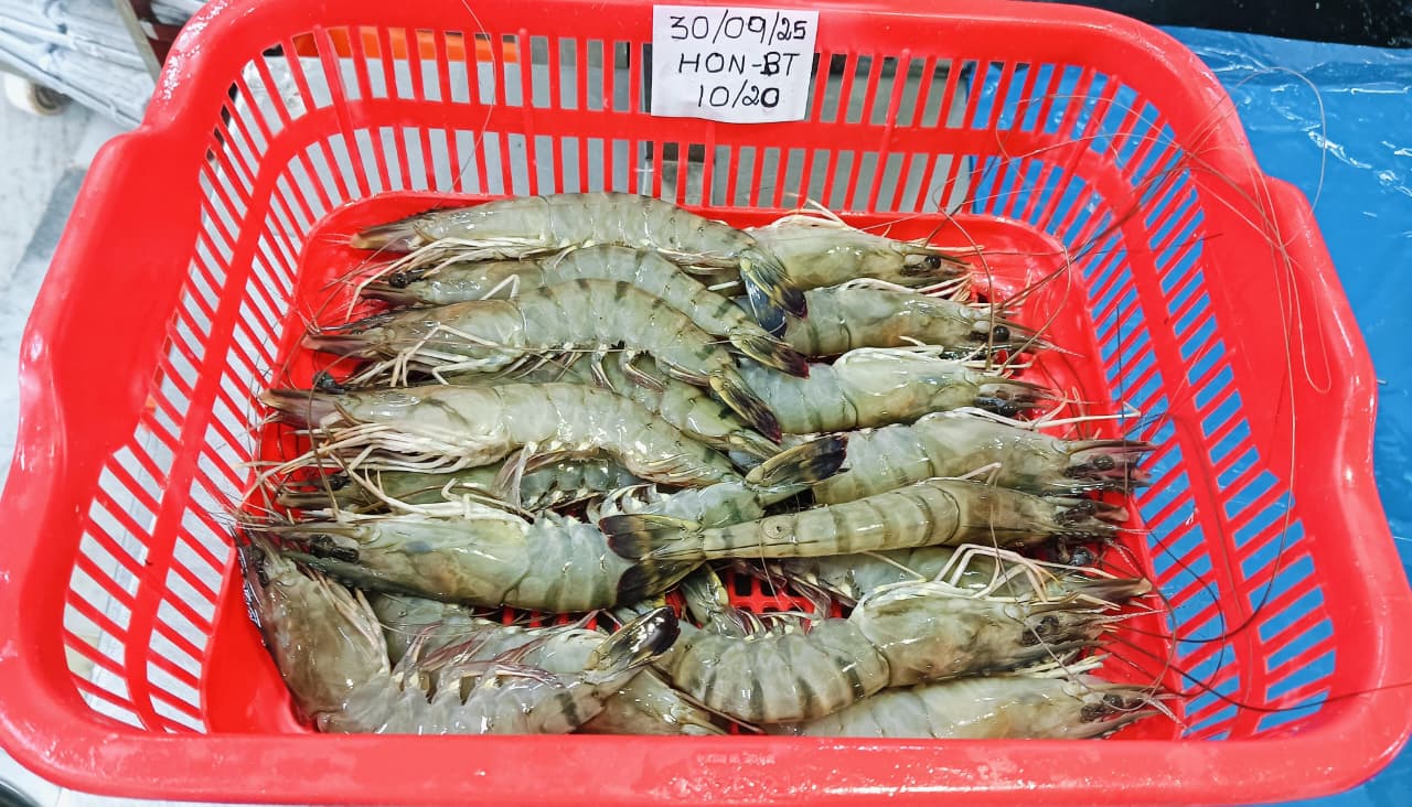 Head on Black Tiger shrimps image 4