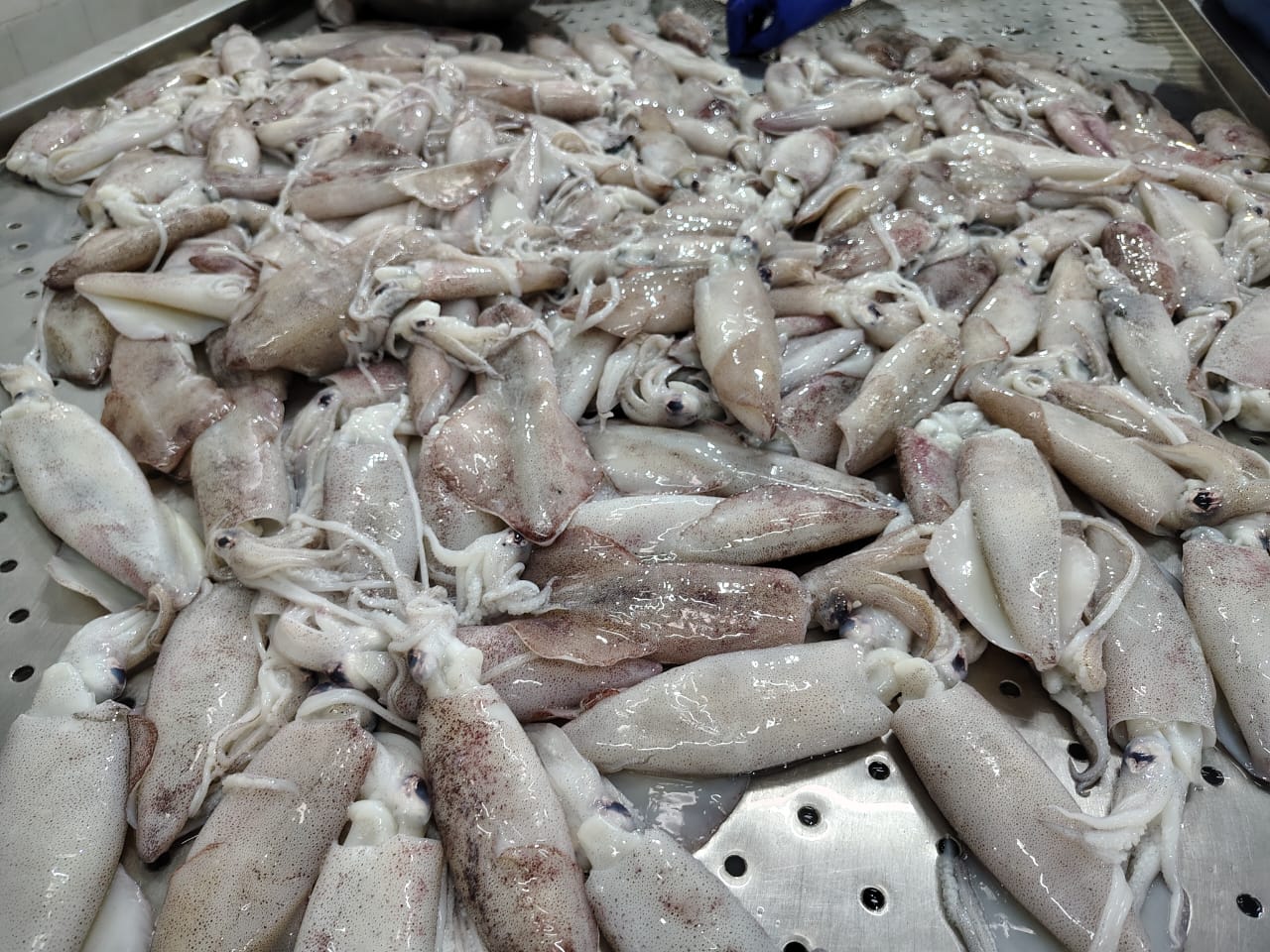 Squid whole round (Loligo) image 3