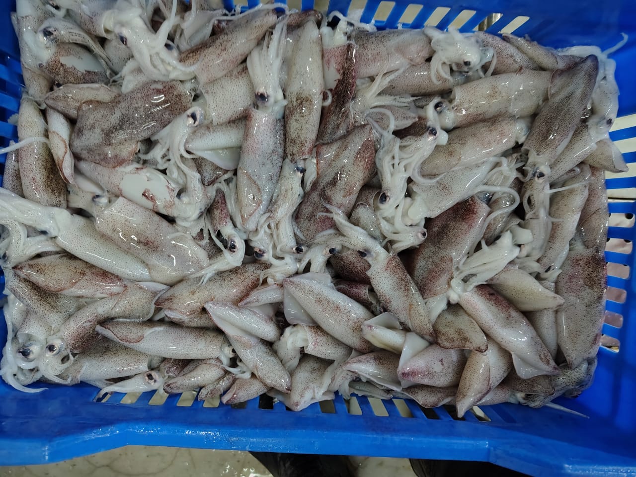 Squid whole round (Loligo) image 2