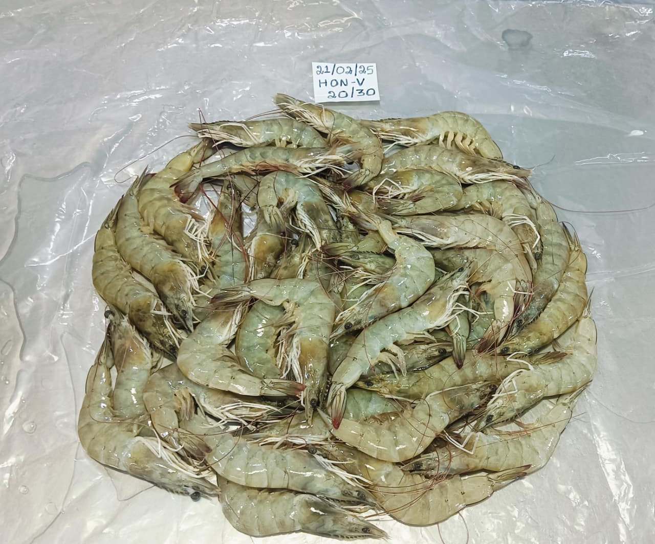 Head on Vannamei shrimps image 3