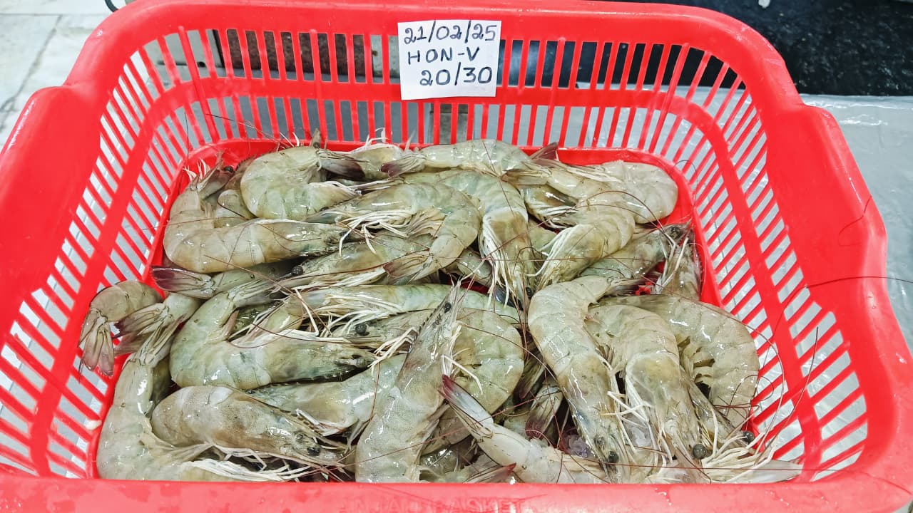 Head on Vannamei shrimps image 2