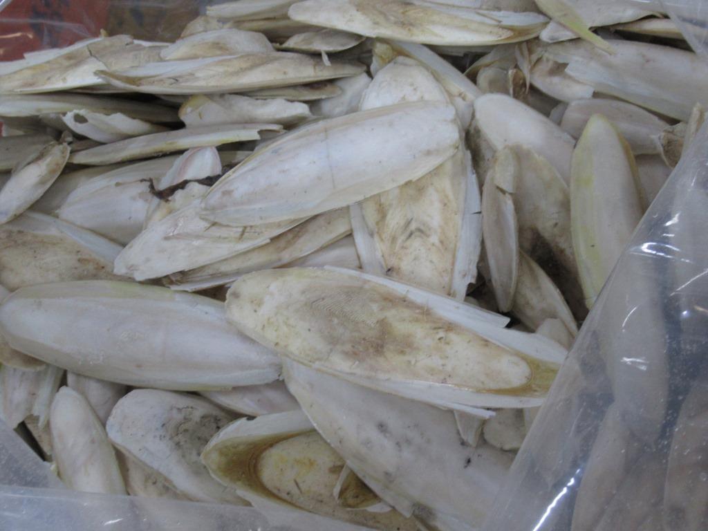 Cuttlefish bone image 2