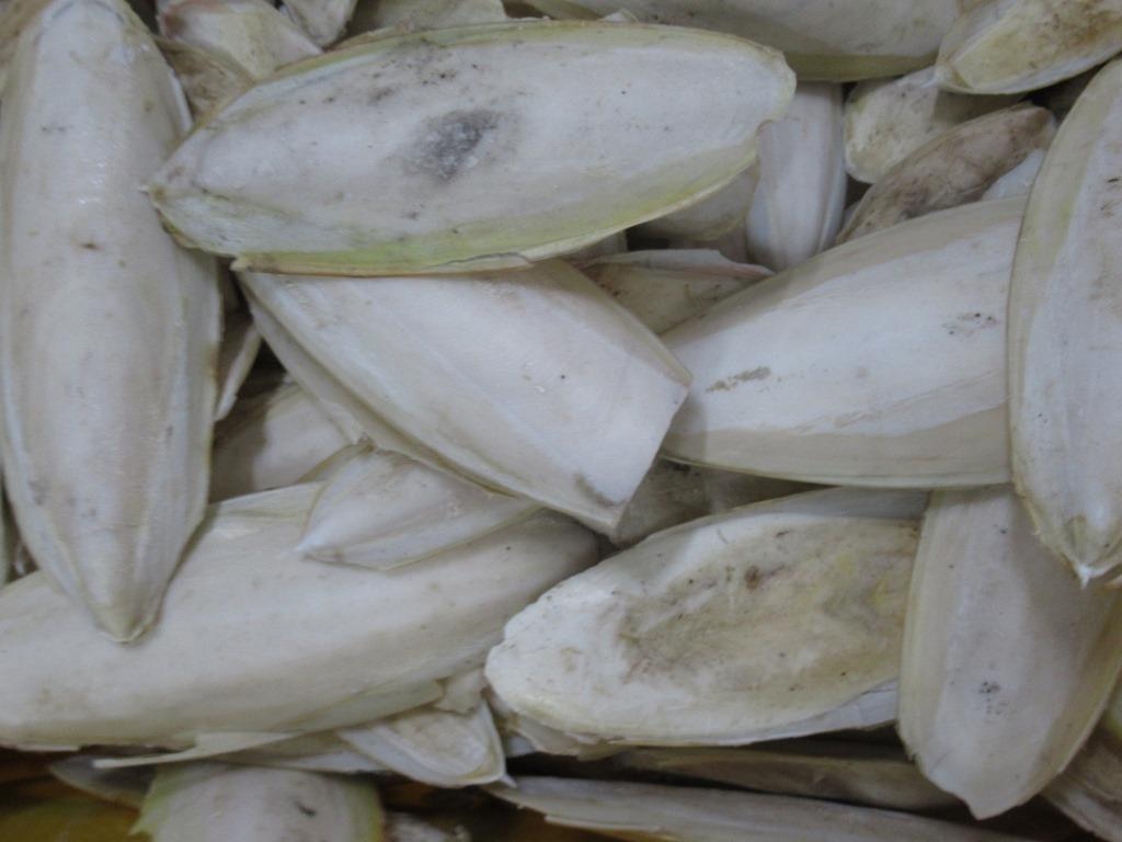 Cuttlefish Bone image 3