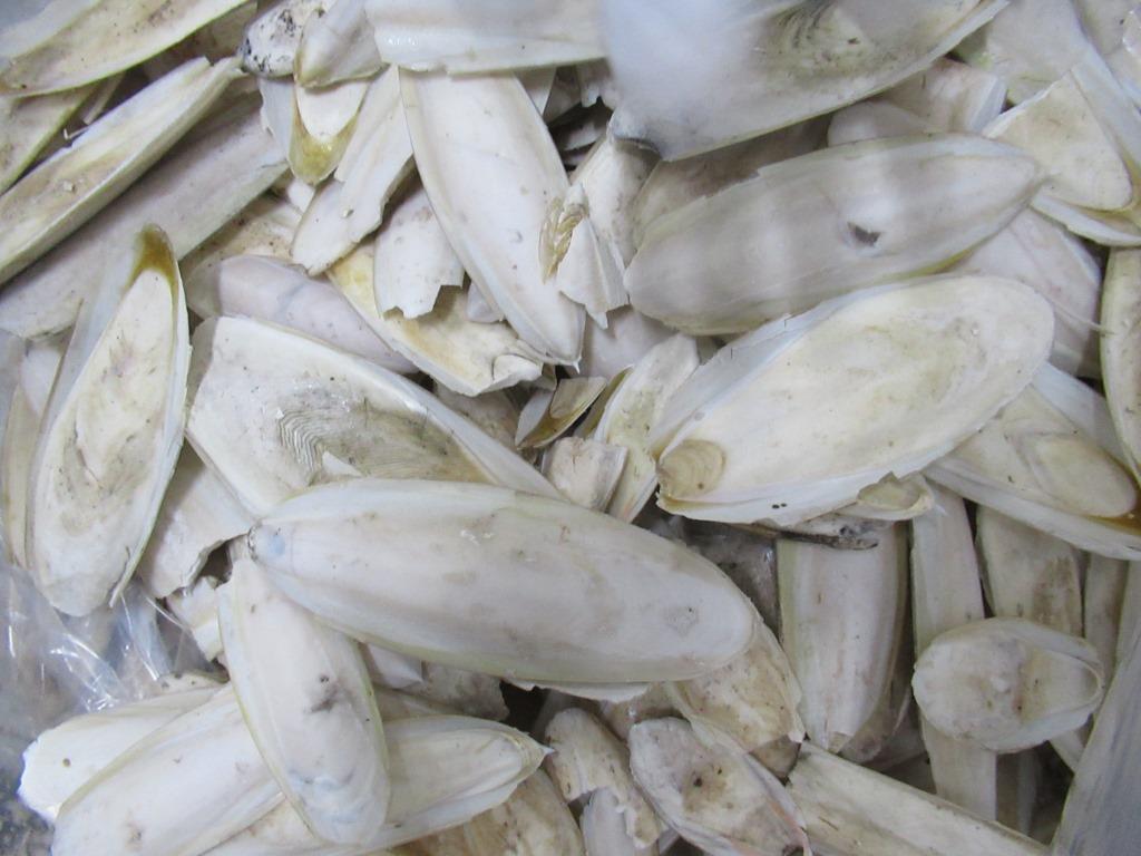 Cuttlefish Bone image 2