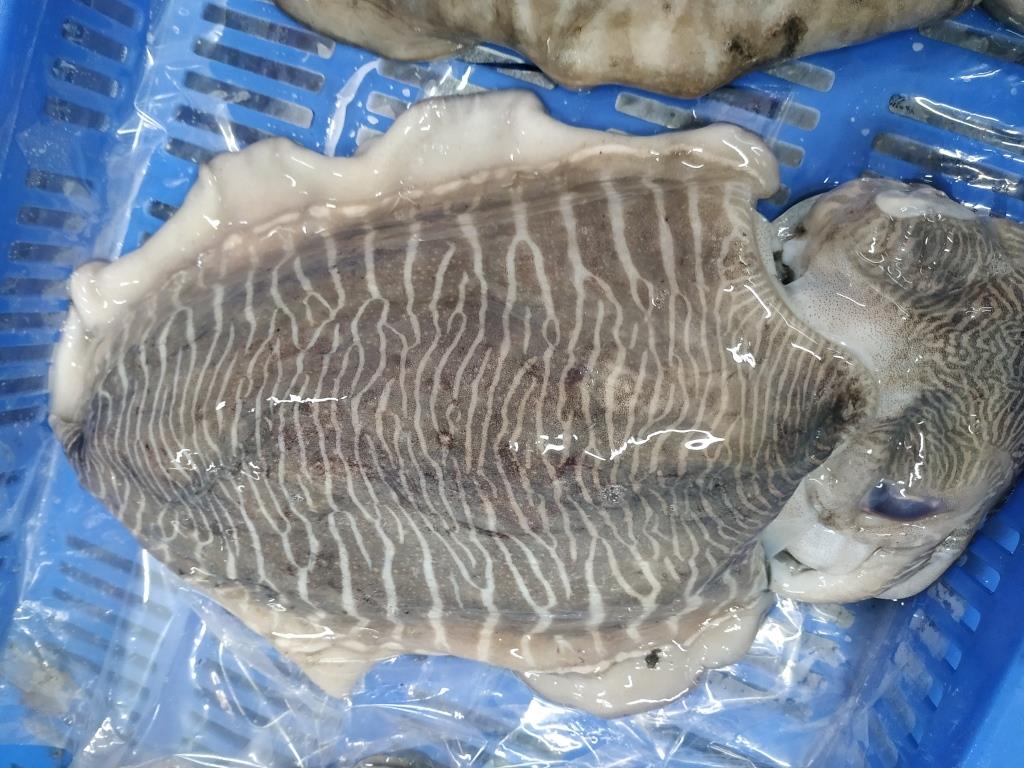 CUTTLEFISH WHOLE (IQF) image 2