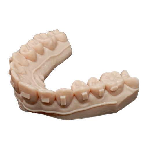 Model Standard image 2