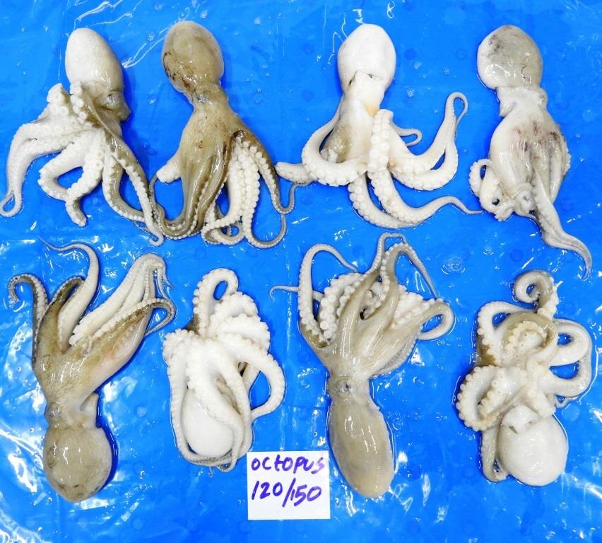 OCTOPUS WHOLE CLEANED IQF image 2