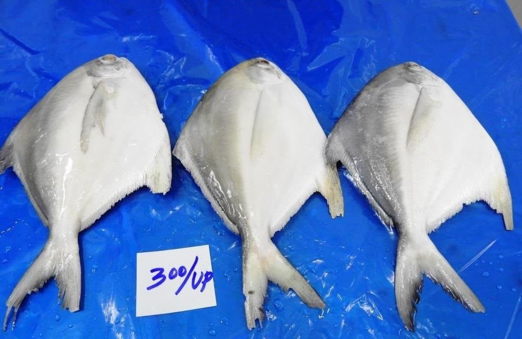 POMFRET FISH image 2