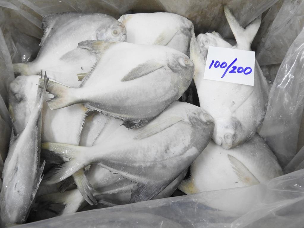 SILVER POMFRET FISH image 2