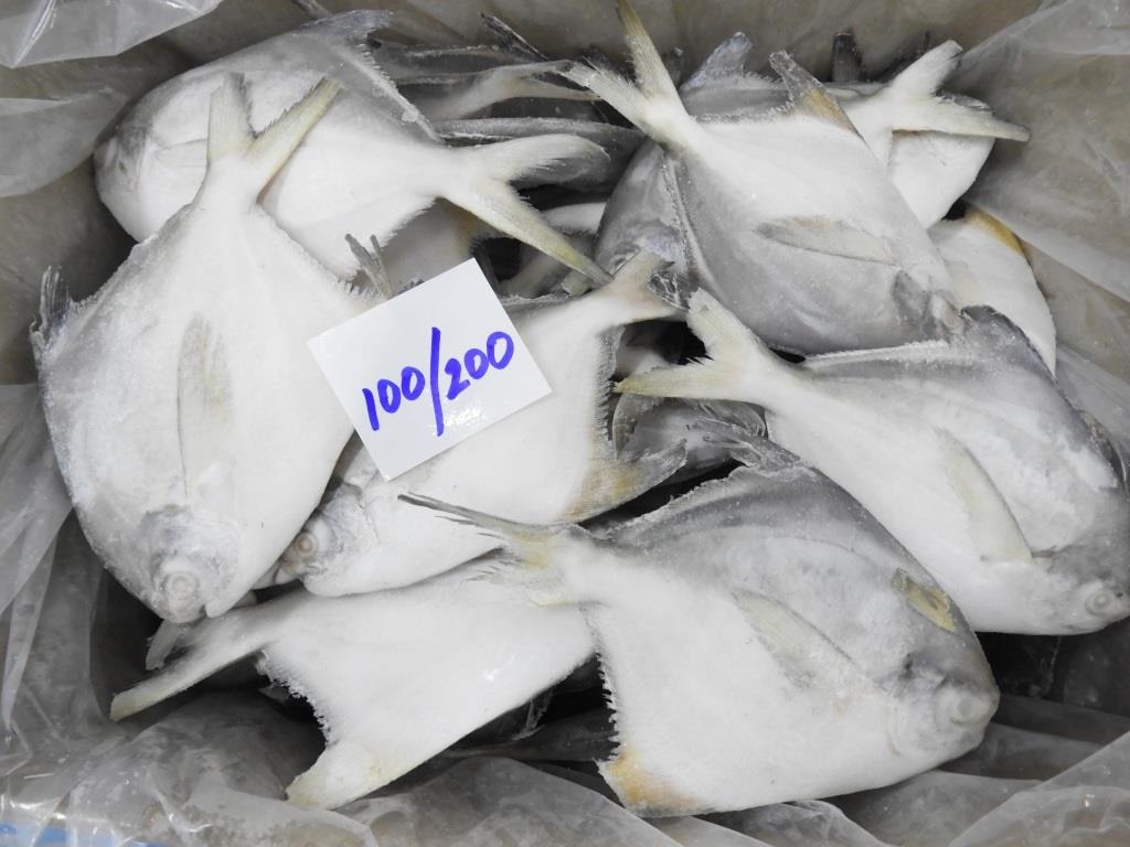 POMFRET FISH image 2