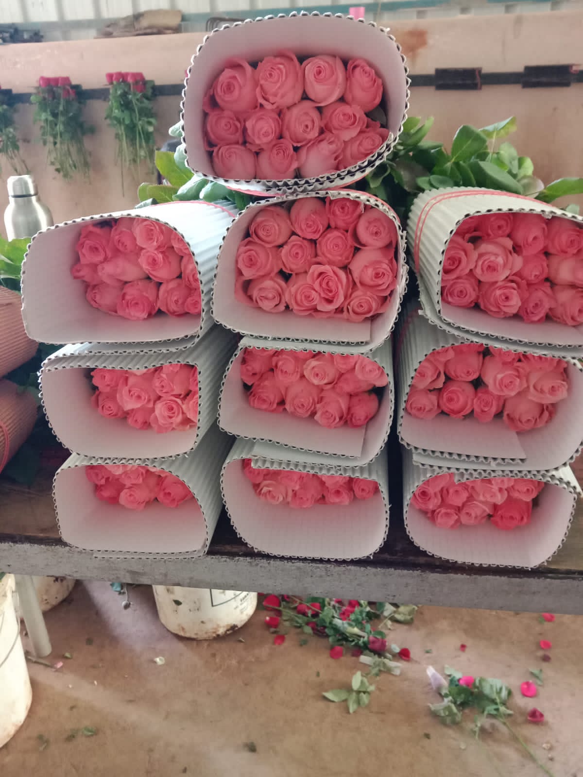 Rose image 3