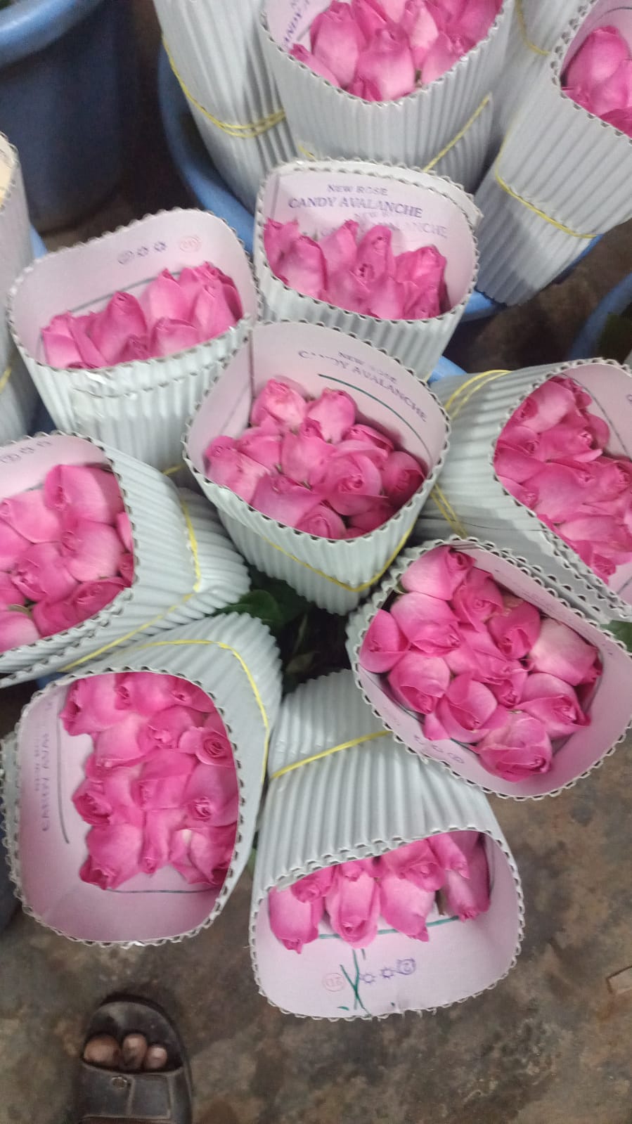 Rose image 6