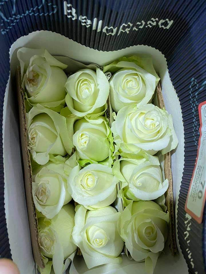Rose image 7