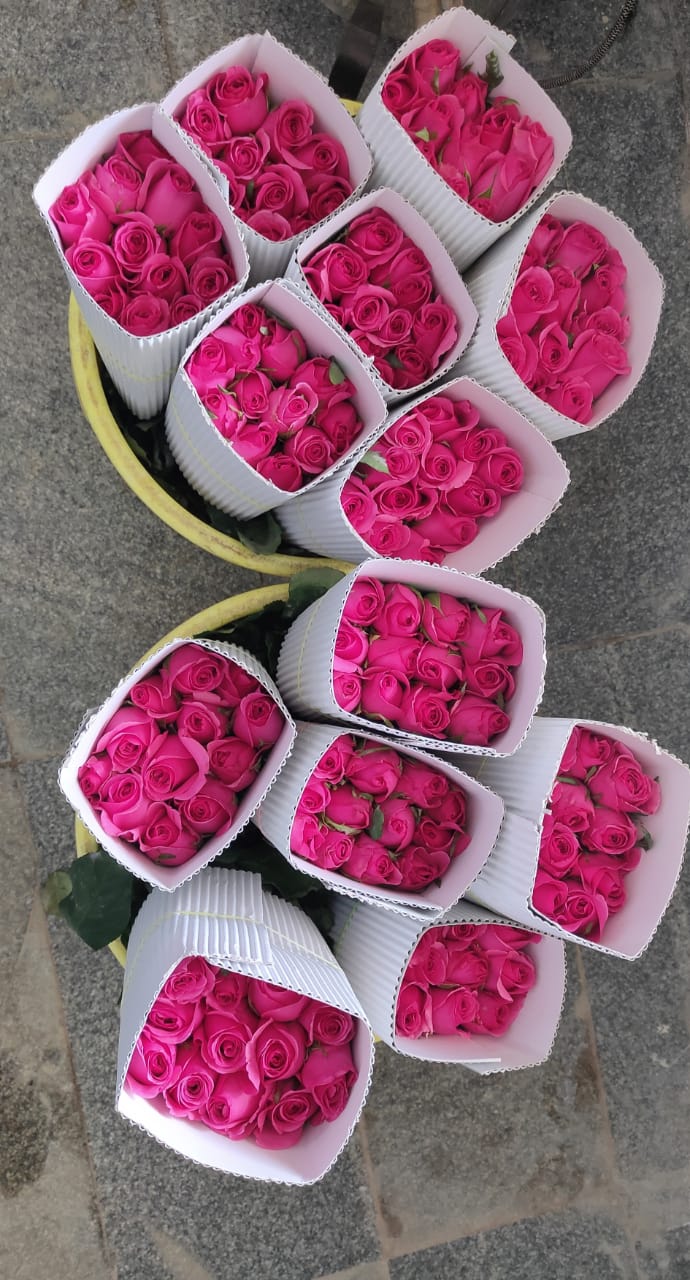 Rose image 8
