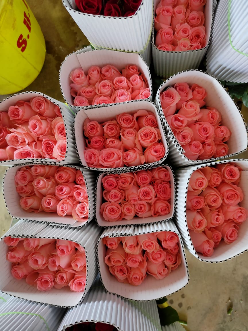 Rose image 9