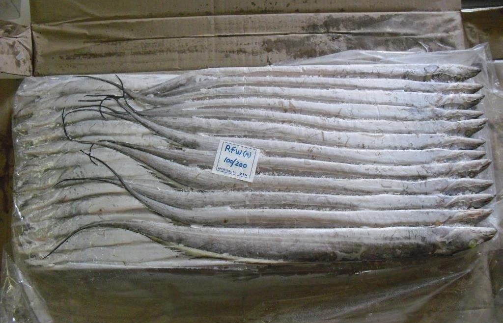 RIBBON FISH image 2