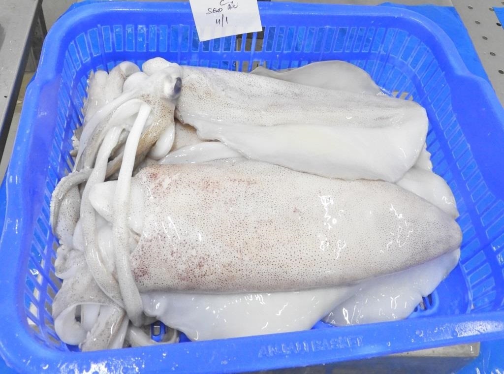 THONDI SQUID/AV SQUID (GRADE-1) image 2