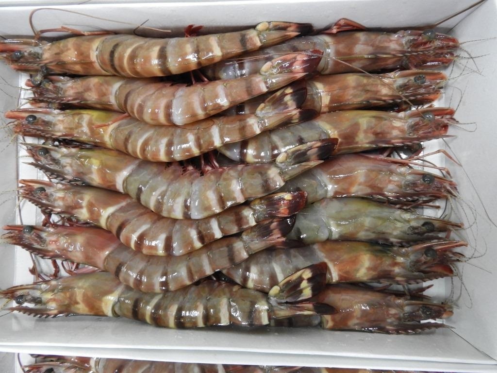 HEAD ON SEA TIGER SEMI IQF SHRIMPS image 2
