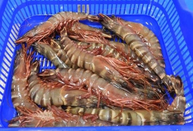 RAW FROZEN HEAD ON SEA TIGER SHRIMPS, IQF image 2