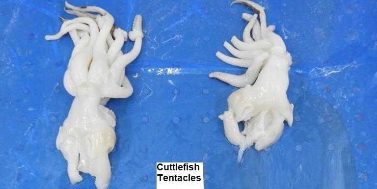 CUTTLEFISH TENTACLES image 2