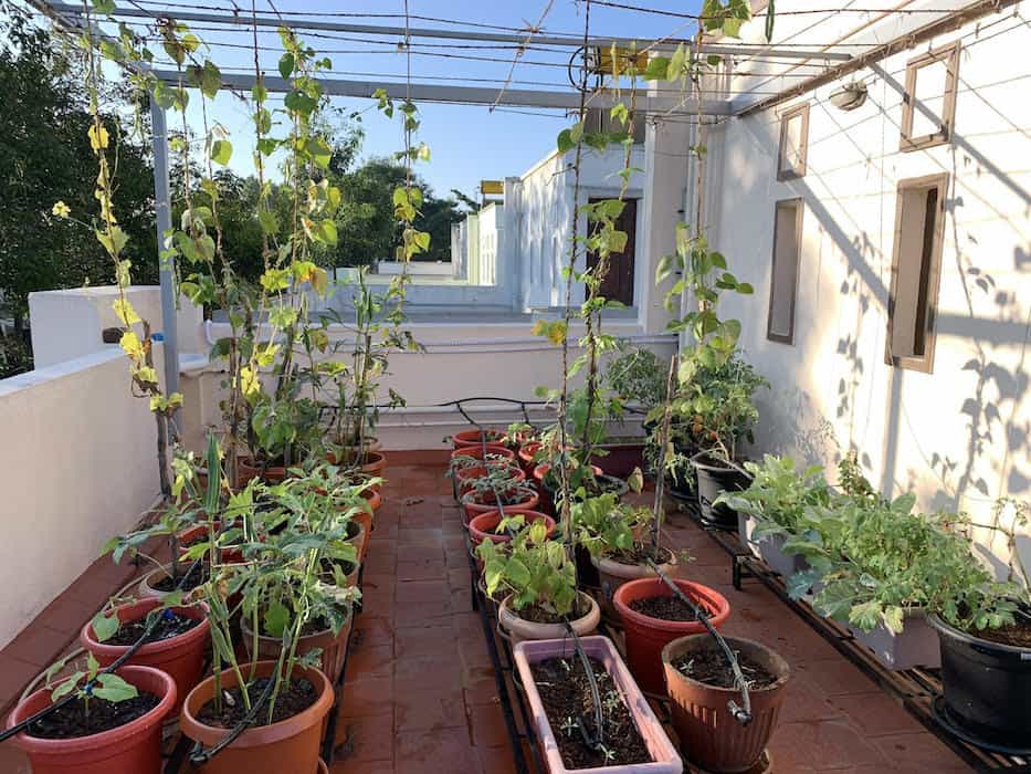 Balcony Gardening with Drip Irrigation Setup in Chennai image 5