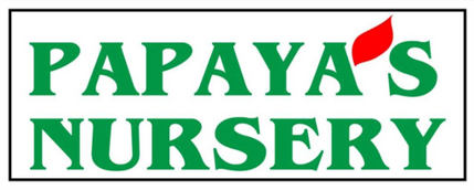 Papaya Nursery