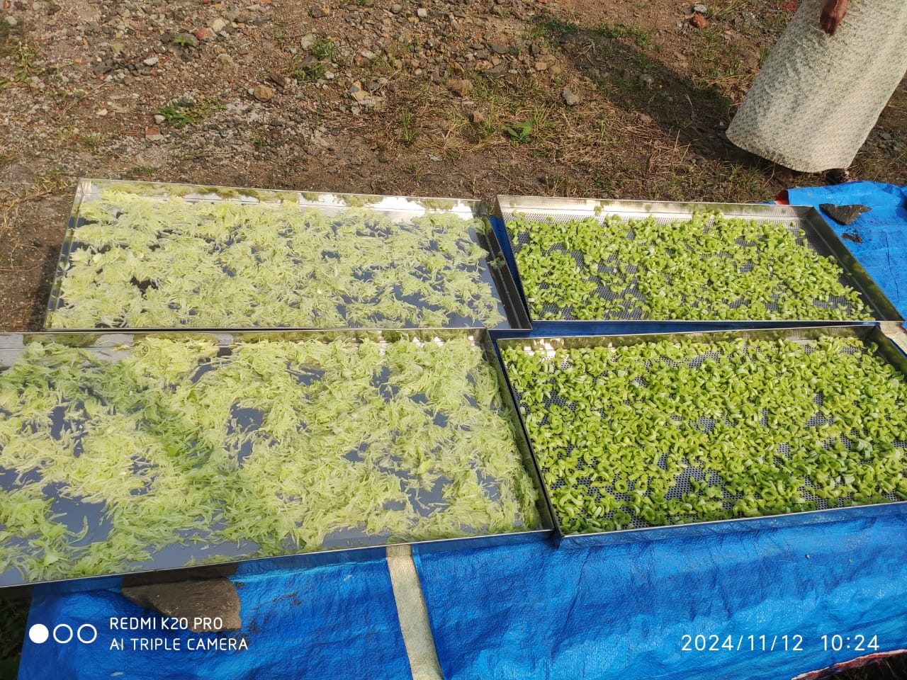 Solar Drying Solutions for Tea, Ginger & Medicinal Herbs Processing in Assam — image 3