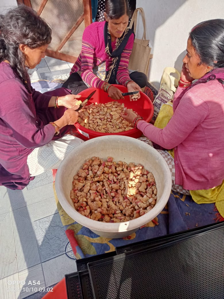 Solar Drying Solutions for Pineapple Processing in Manipur — image 2